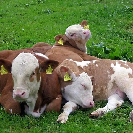 Farm stay Hausernhof
